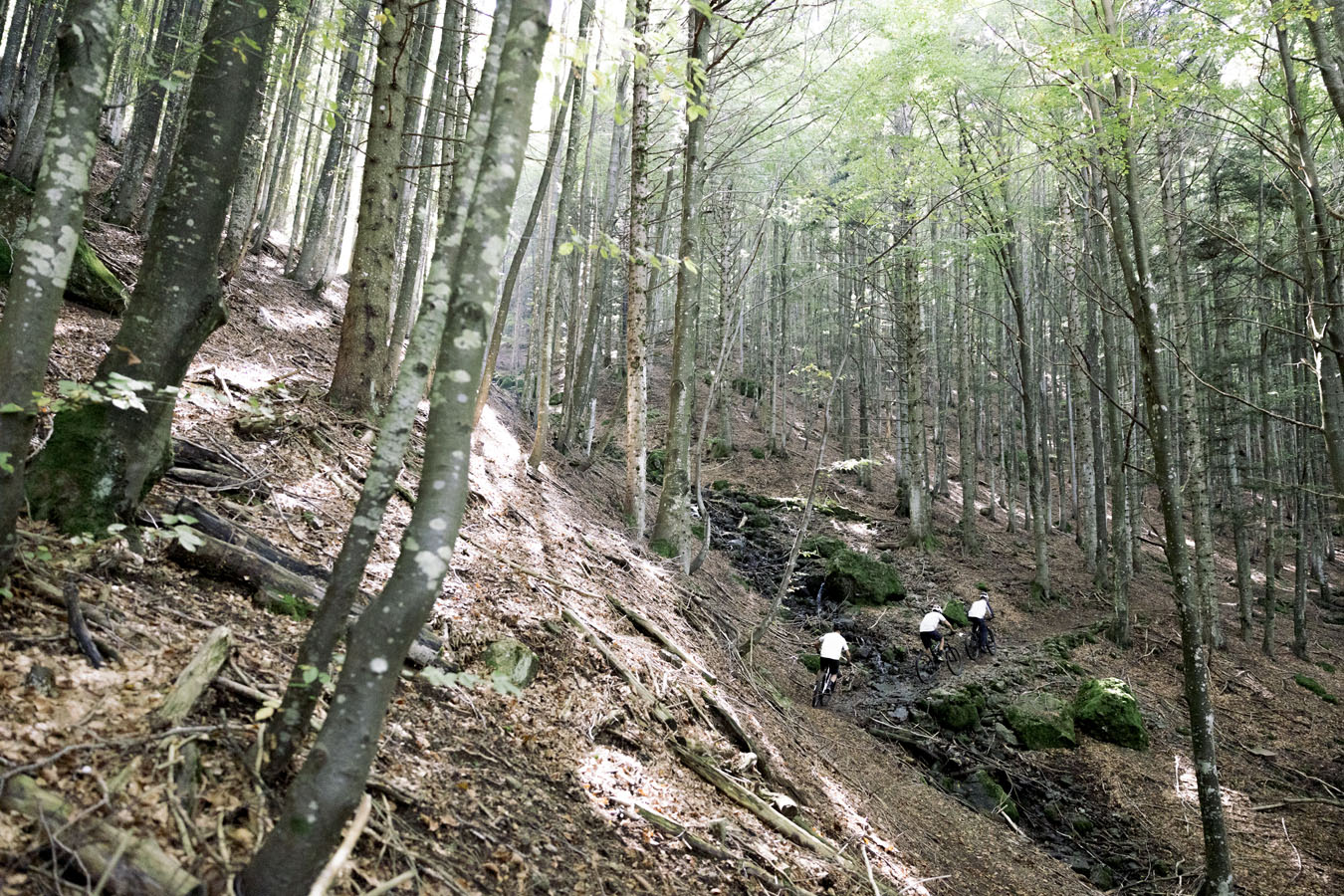 Three mountain bikers riding in the forest