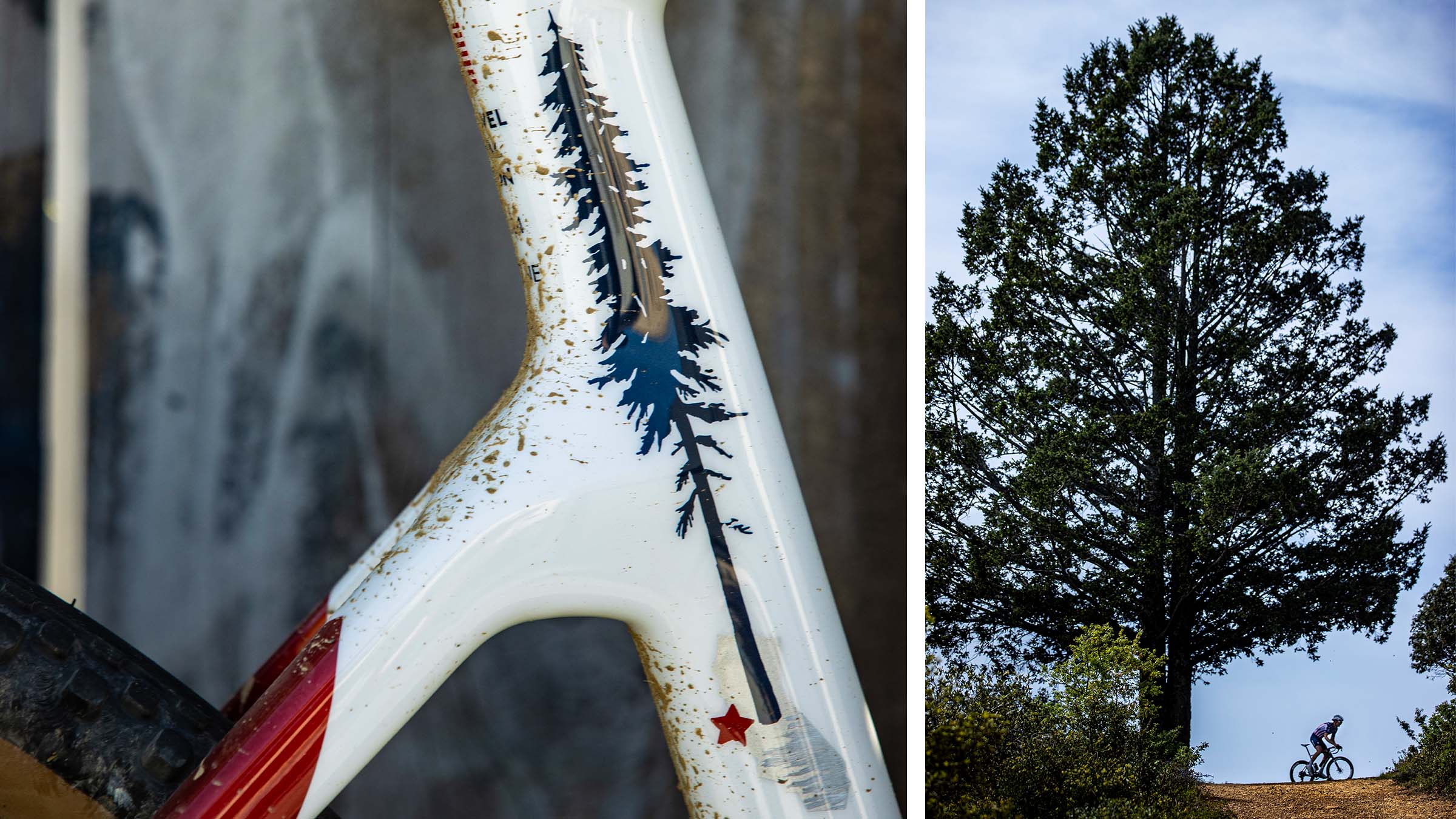 The redwood tree symbolizes Brennan’s home base in Marin County.