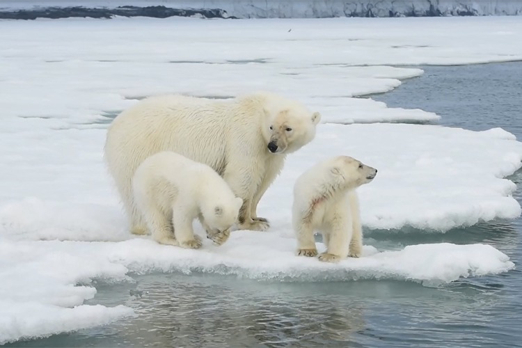 three polar bears drinking frozen water