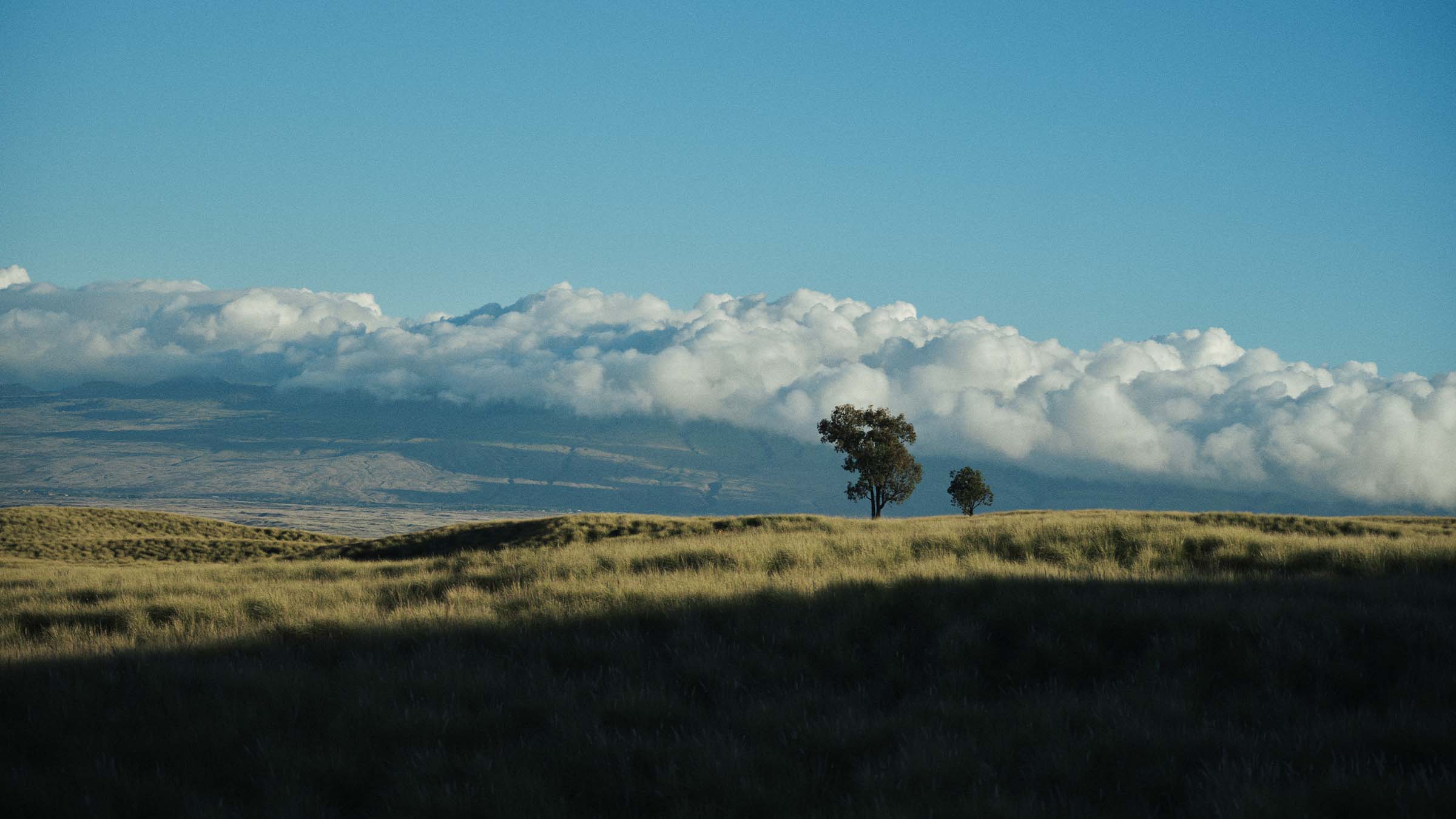 Rolling grassy hills on the Big Island of Hawaii with two lone trees in the foreground, dramatic low clouds draped over distant mountains, and a clear blue sky above.